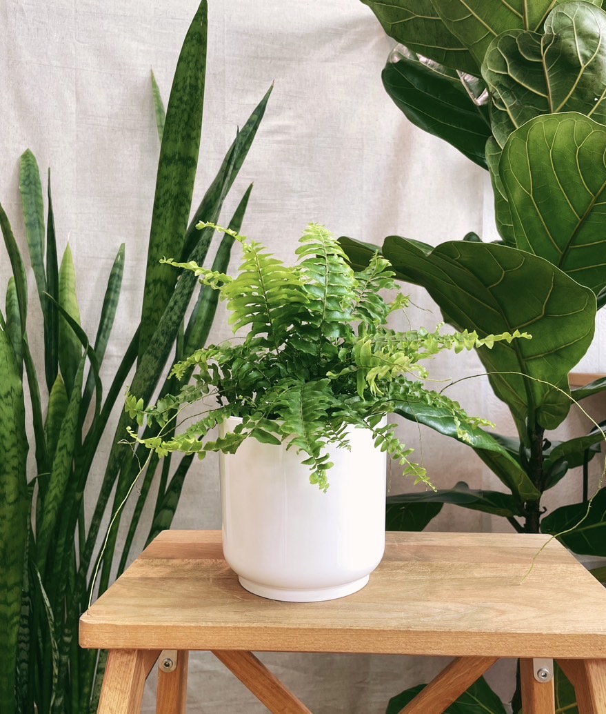 Папоротник Нефролепис