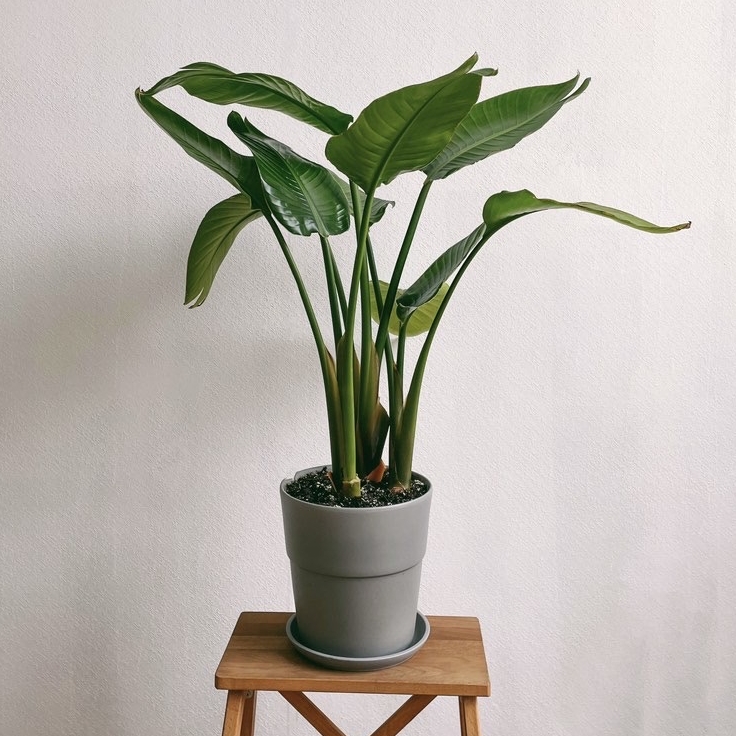 Стрелиция Николай (под заказ)