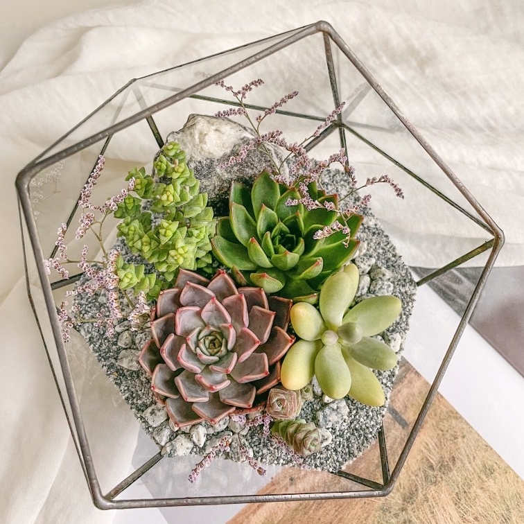 флорариум c суккулентами Меридиана