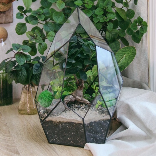 бонсай в Скале с фикусом Гинсенг