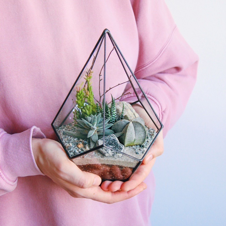 флорариум капелька S c теневыносливыми суккулентами Весна