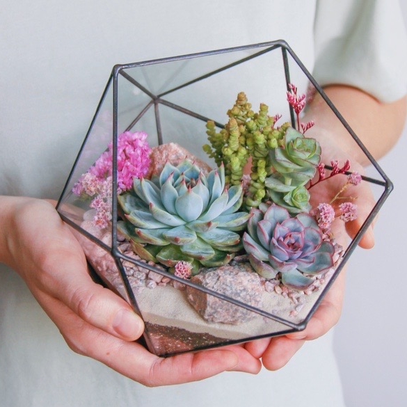 флорариум c суккулентами Цветущий