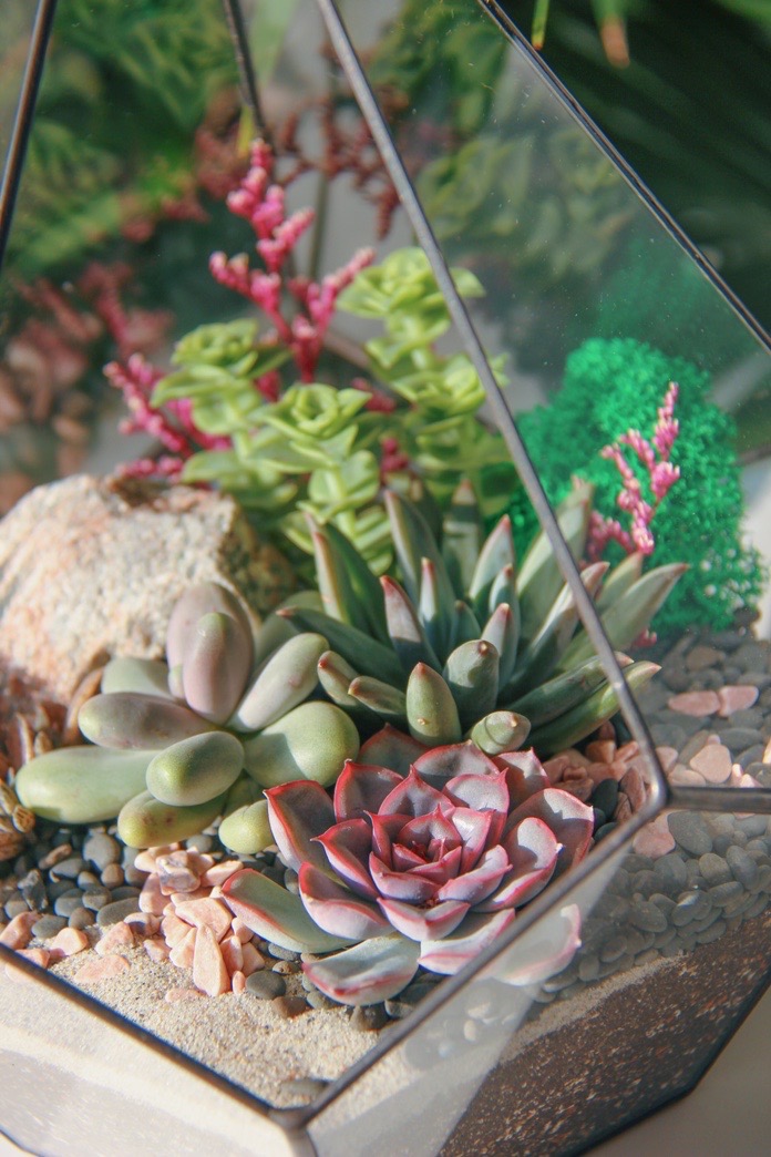 флорариум с суккулентами Солнечный