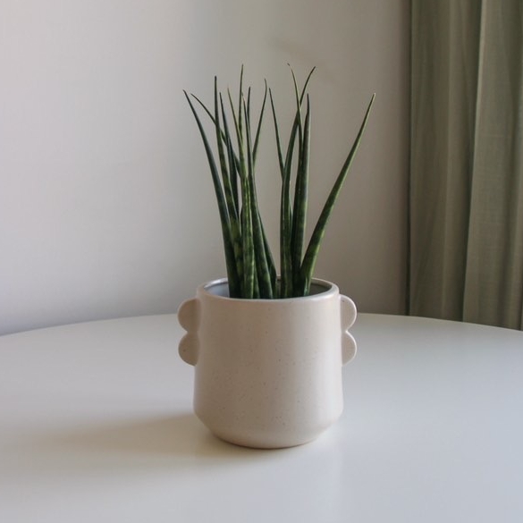 Сансевиерия Циллиндрика (теневыносливая)