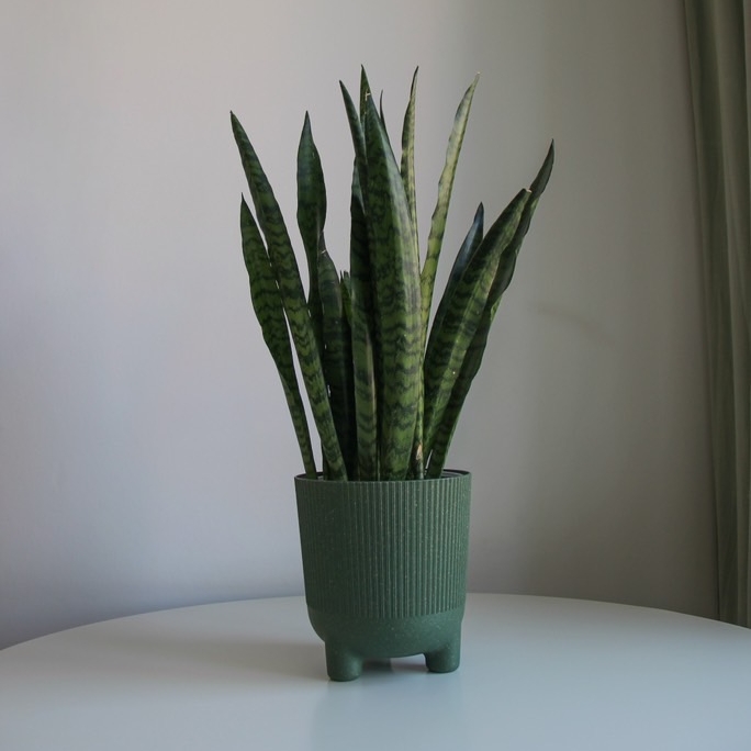 Сансевиерия Зелайника