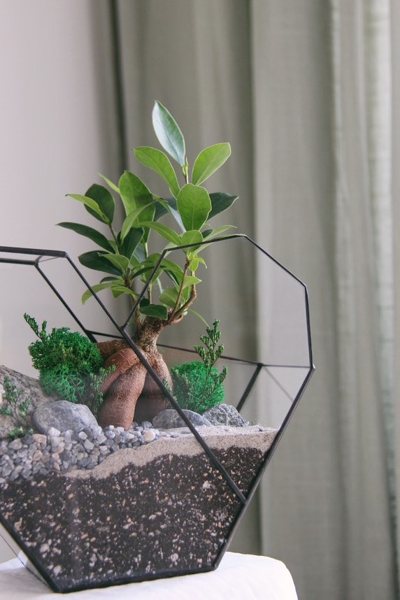 флорариум с фикусом Гинсенг в форме Сердце