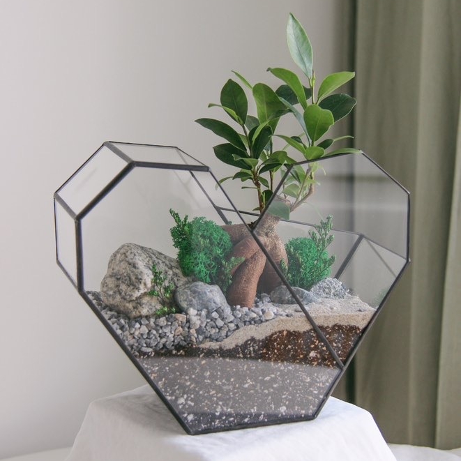 флорариум с фикусом Гинсенг в форме Сердце