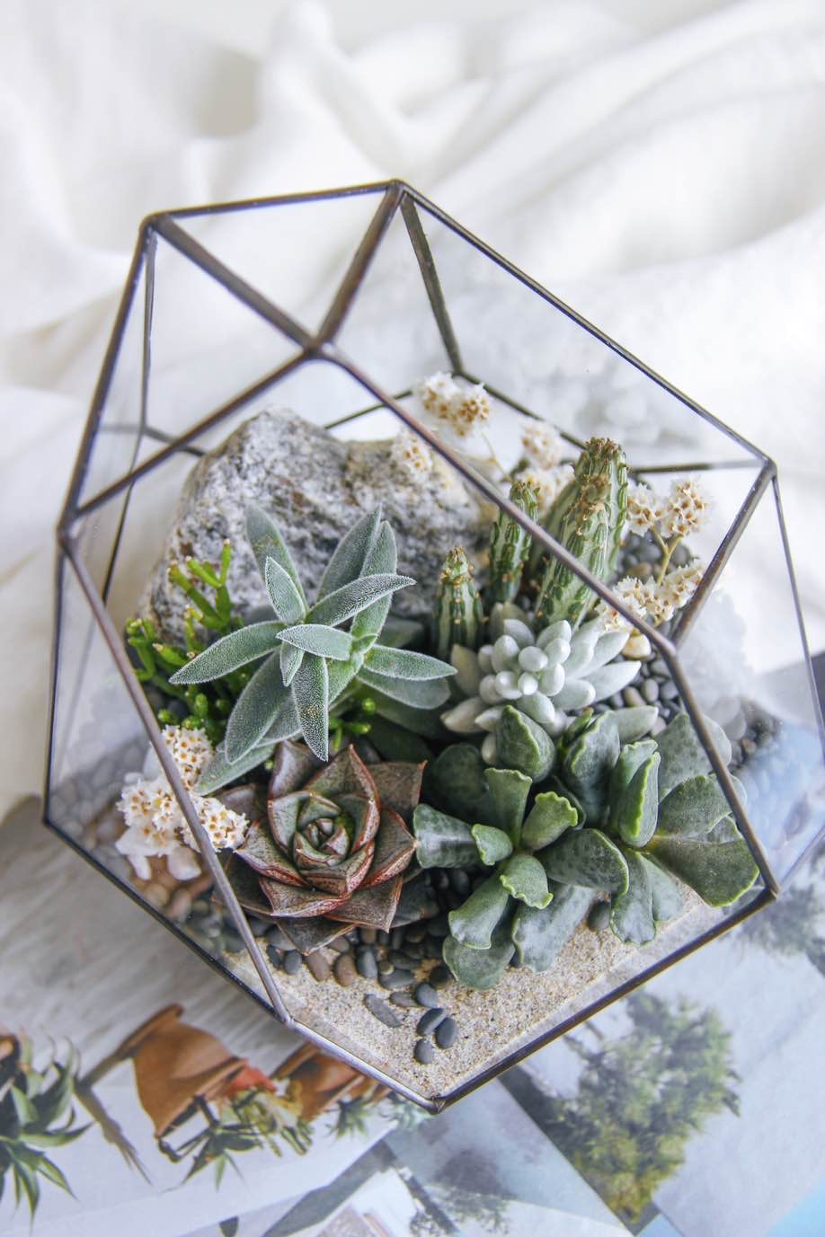 флорариум с теневыносливыми суккулентами Айсберг