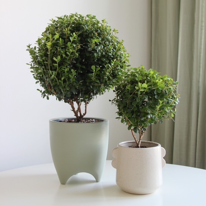 большая Мирсина Африканская, высота 45см