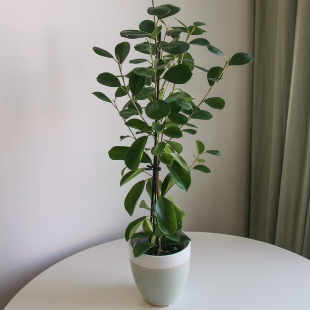 Фикус Мокламе