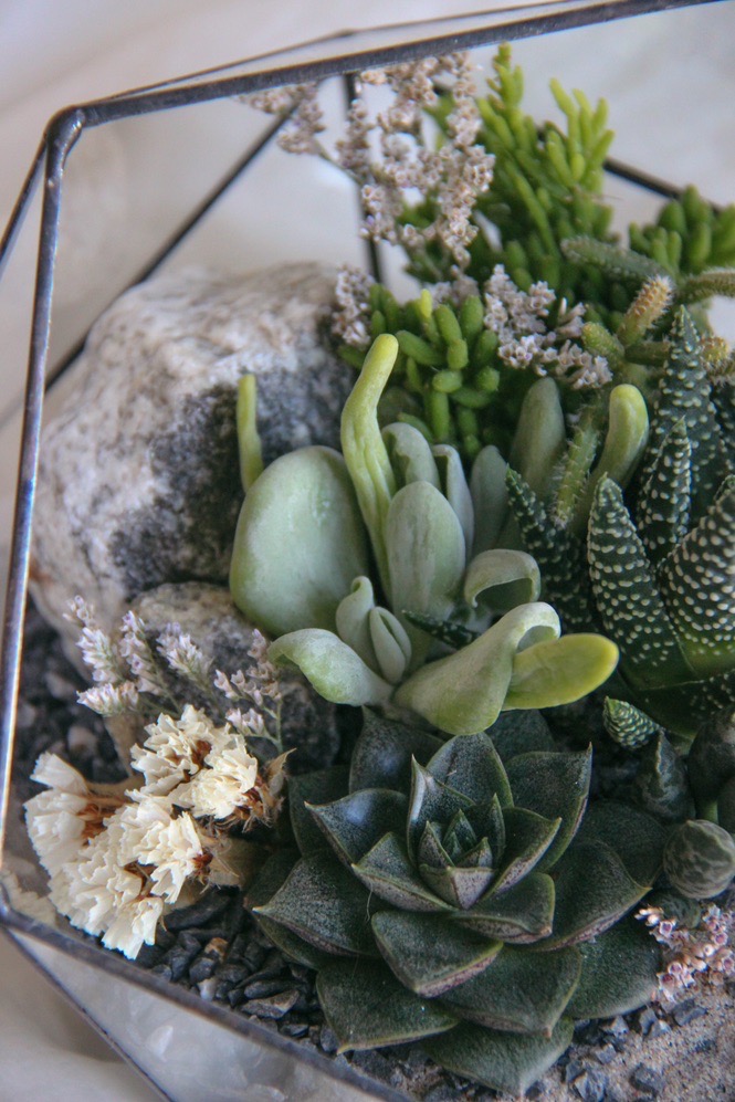 флорариум c теневыносливыми суккулентами Заполярье