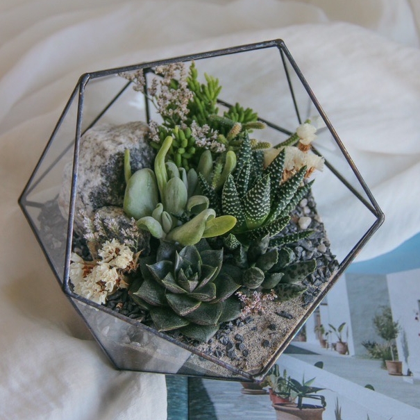 флорариум c теневыносливыми суккулентами Заполярье