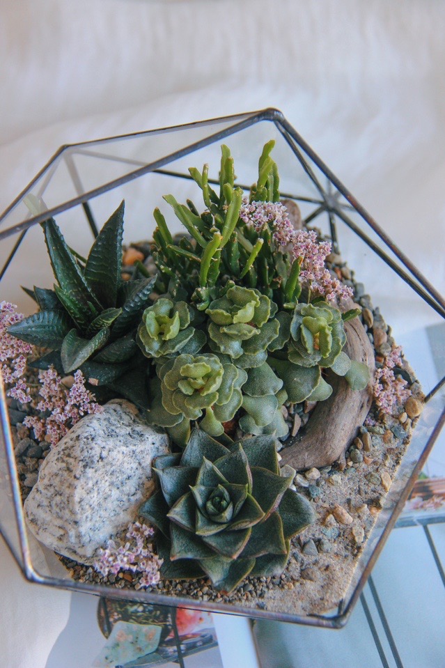 флорариум c теневыносливыми суккулентами Северный