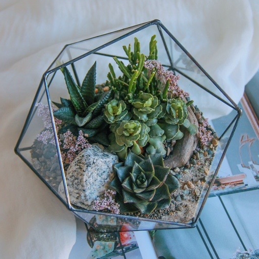 флорариум c теневыносливыми суккулентами Северный