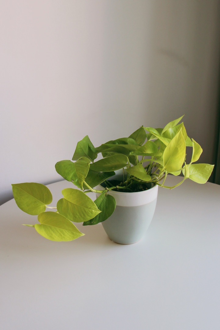 Эпипремнум Голден Потос (под заказ)