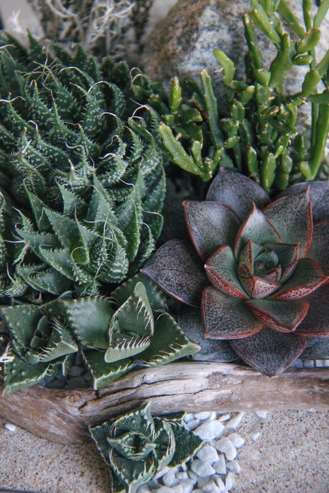 большой икосаэдр с теневыносливыми суккулентами Дюна