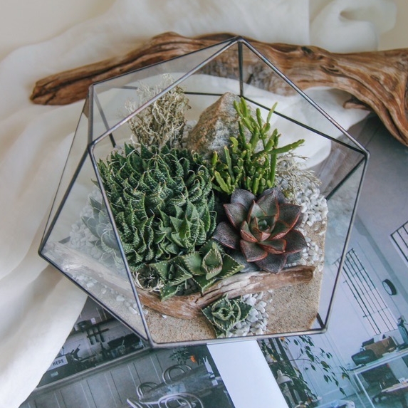 большой икосаэдр с теневыносливыми суккулентами Дюна