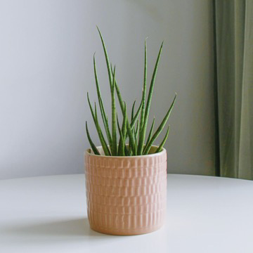 Сансевиерия Медуза (неприхотливая)