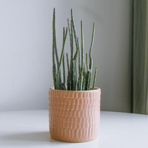 Сенецио Стапелиоформис (неприхотливый)