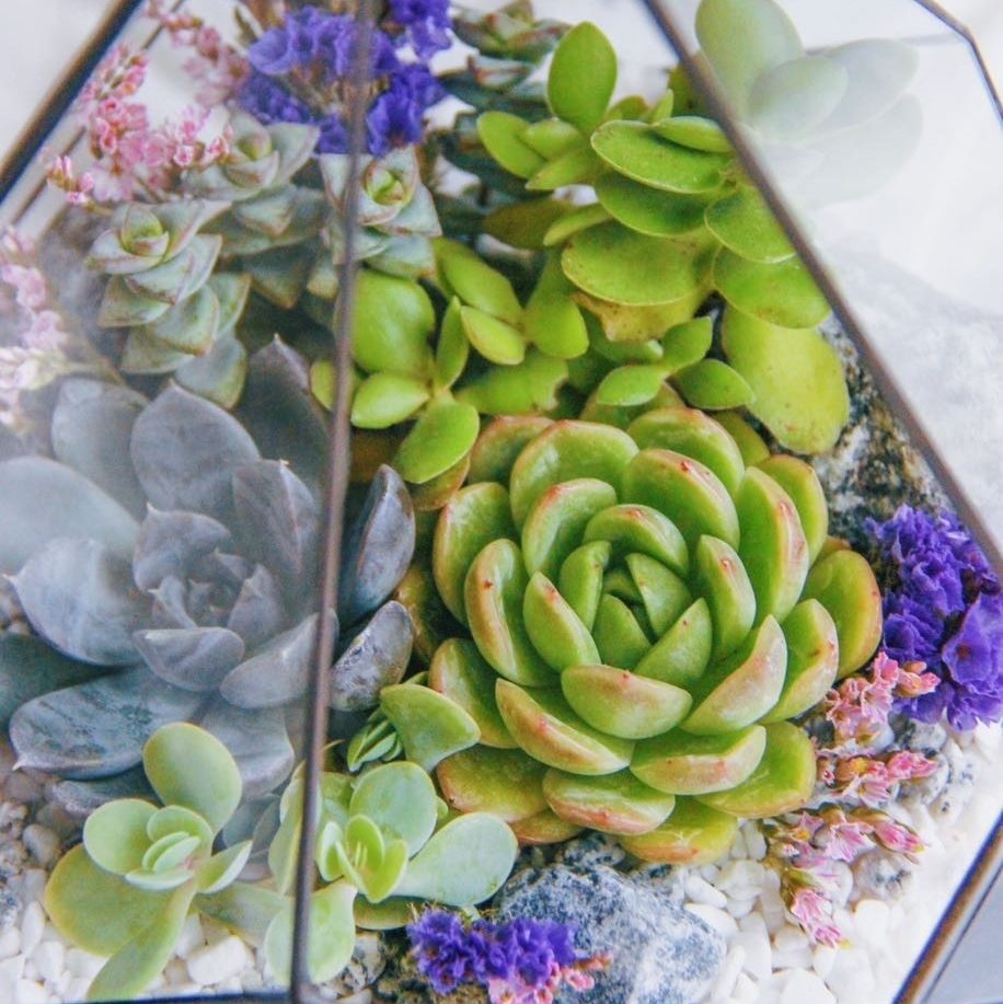 флорариум со светолюбивыми суккулентами Лира