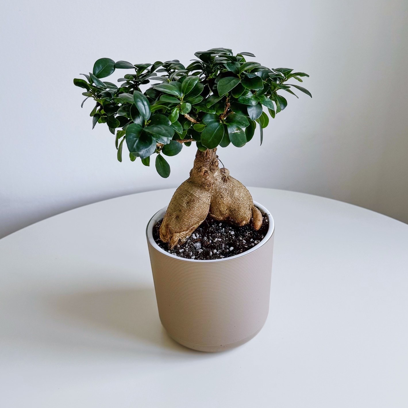 фикус Микрокарпа Гинсенг