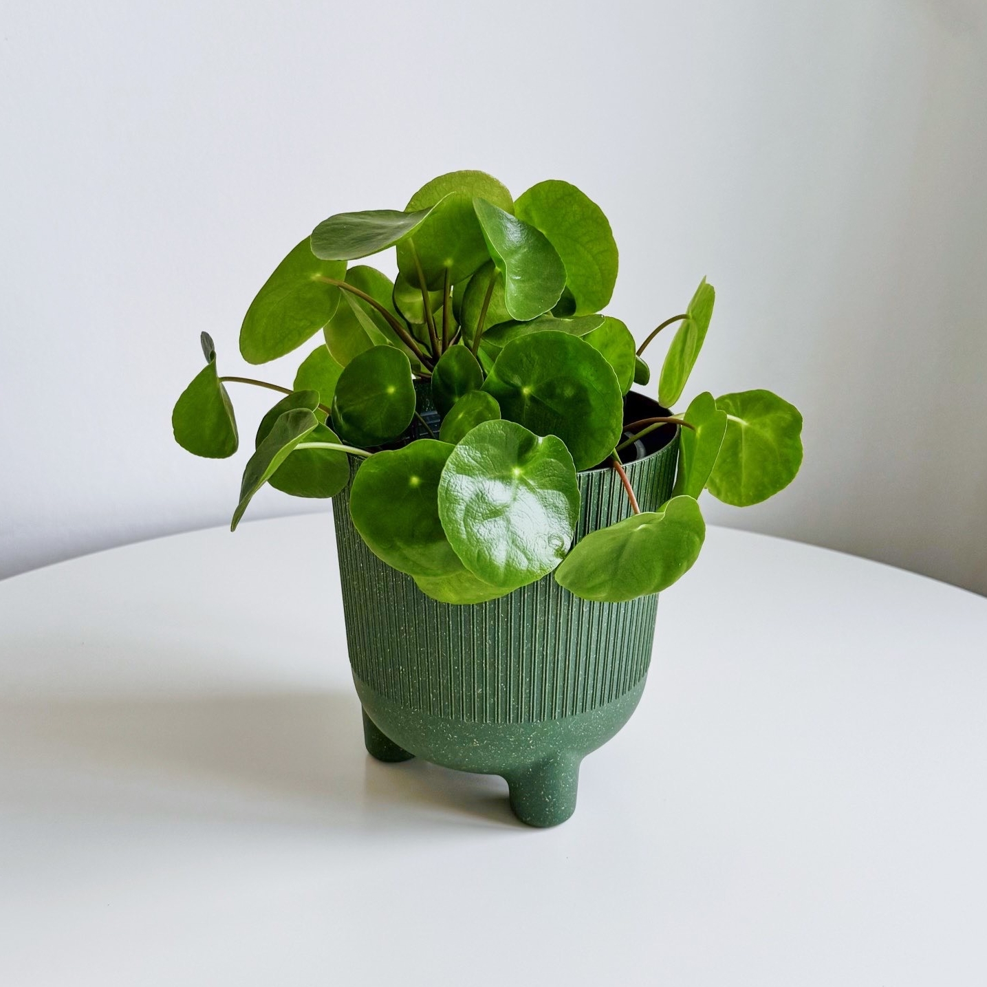 Пилея Пеперомиевидная