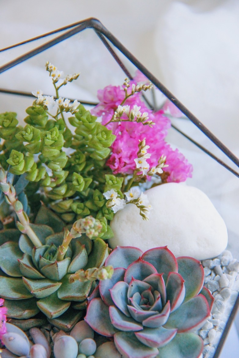 флорариум с суккулентами Март