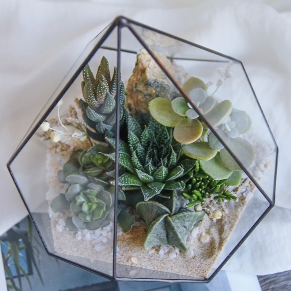 флорариум с теневыносливыми суккулентами  Шихан