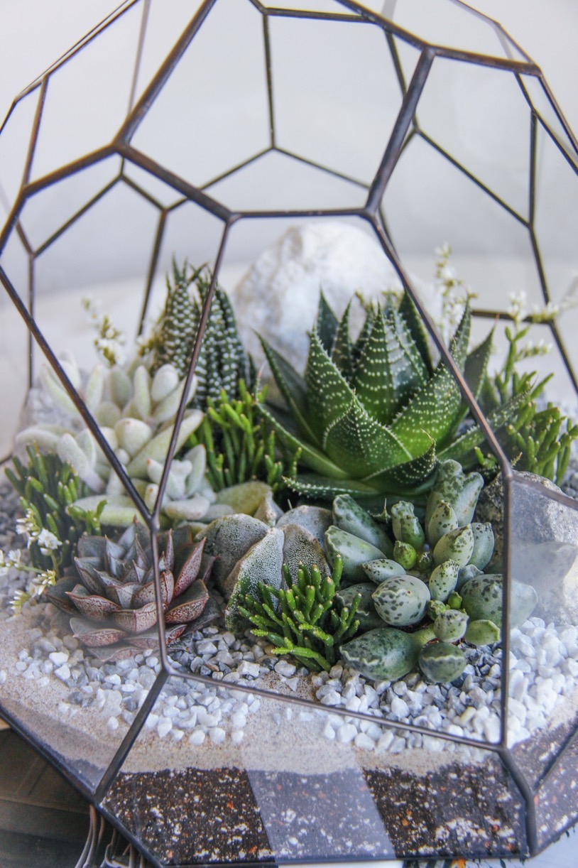 флорариум с теневыносливыми суккулентами Таинственный лес