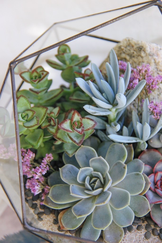 флорариум с суккулентами Глициния