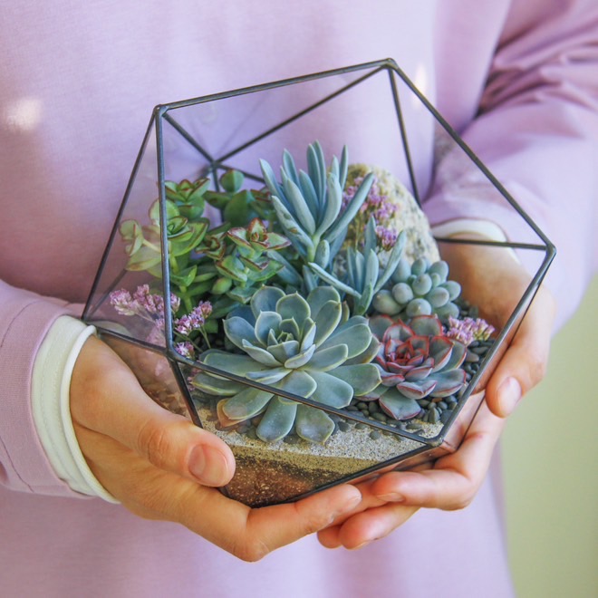 флорариум с суккулентами Глициния