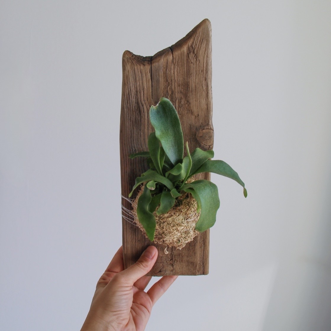 Папоротник Платицериум на дрифтвуде