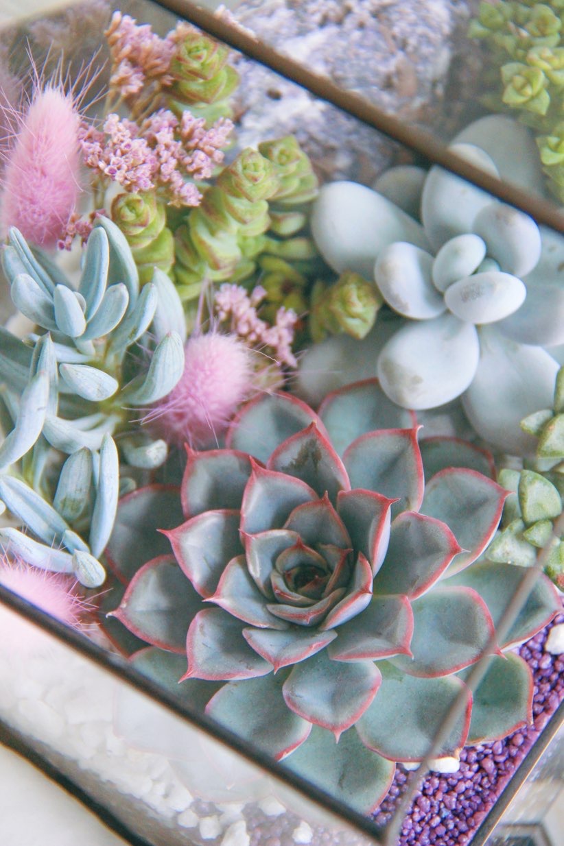 флорариум со светолюбивыми суккулентами Домик