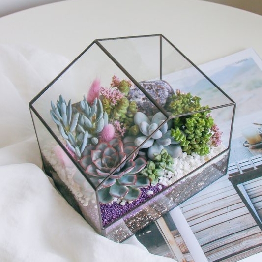 флорариум со светолюбивыми суккулентами Домик