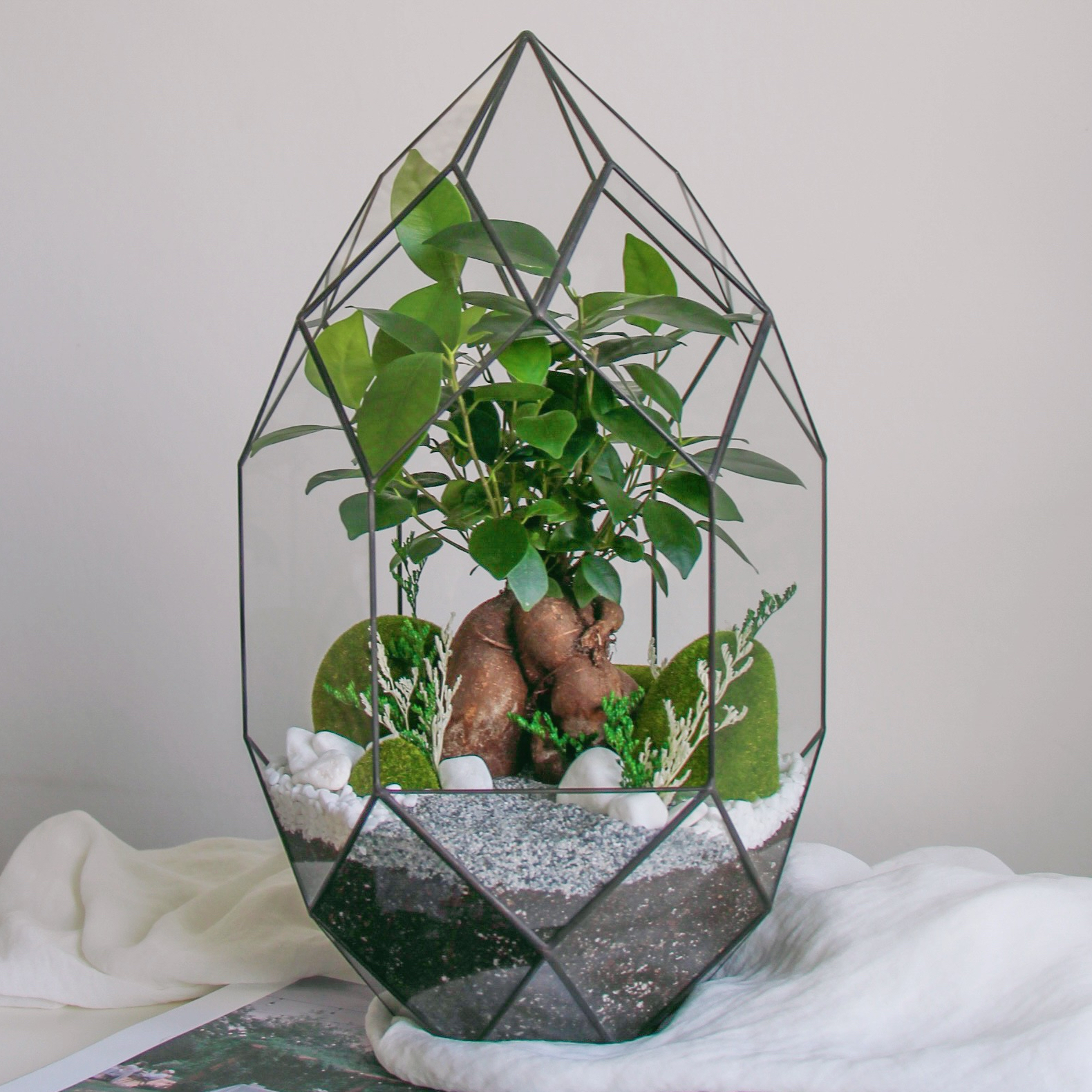 флорариум с Фикусом Гинсенг, 43см