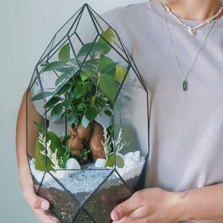 флорариум с Фикусом Гинсенг, 43см