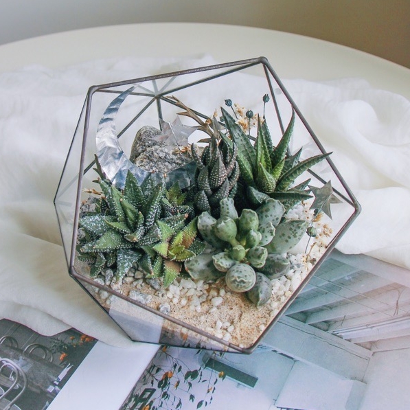 флорариум с теневыносливыми суккулентами Полярная ночь