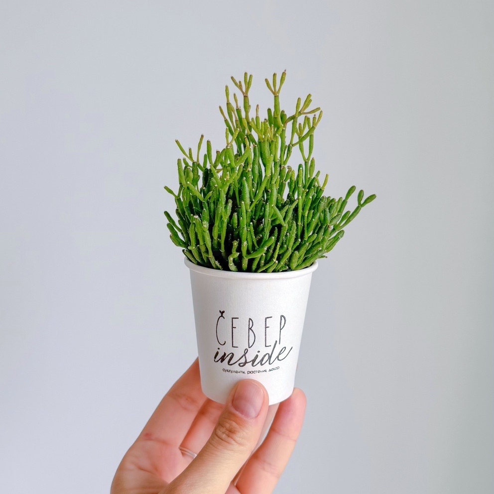 суккулент Рипсалис, 5см