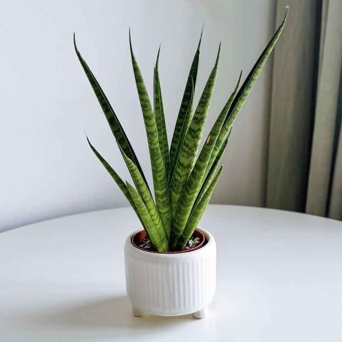 Сансевиерия Трифасциата (неприхотливая)