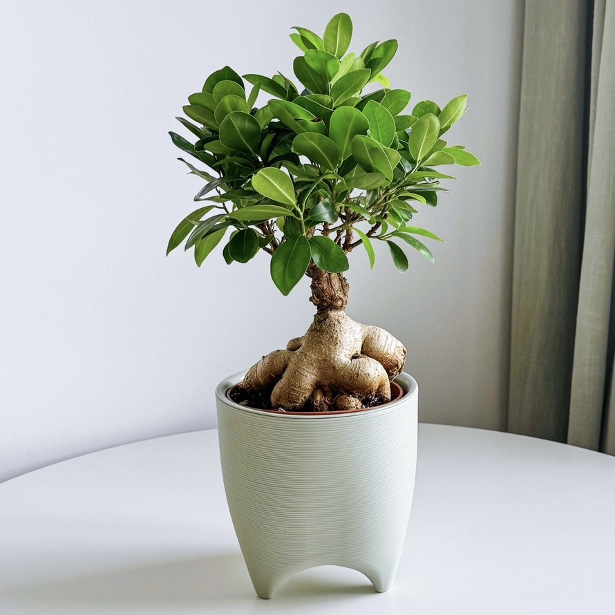 фикус Микрокарпа Гинсенг большой