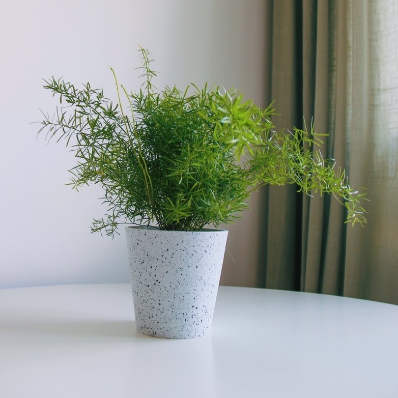 Аспарагус Шпренгера (под заказ)