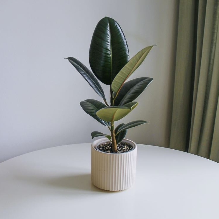 Фикус Эластика, высота 40см