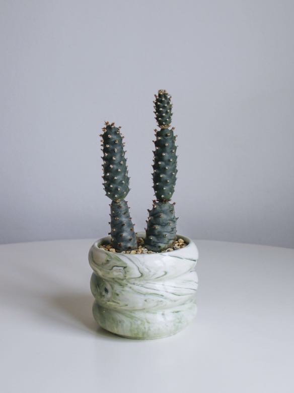 Опунция Диадемата Инермис (суккулент)