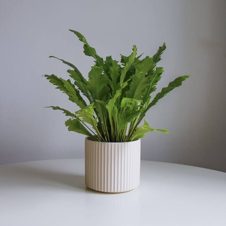 Асплениум Нидус Кампио