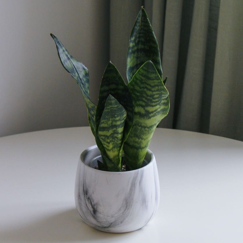 Сансевиерия Зелайника (мини)