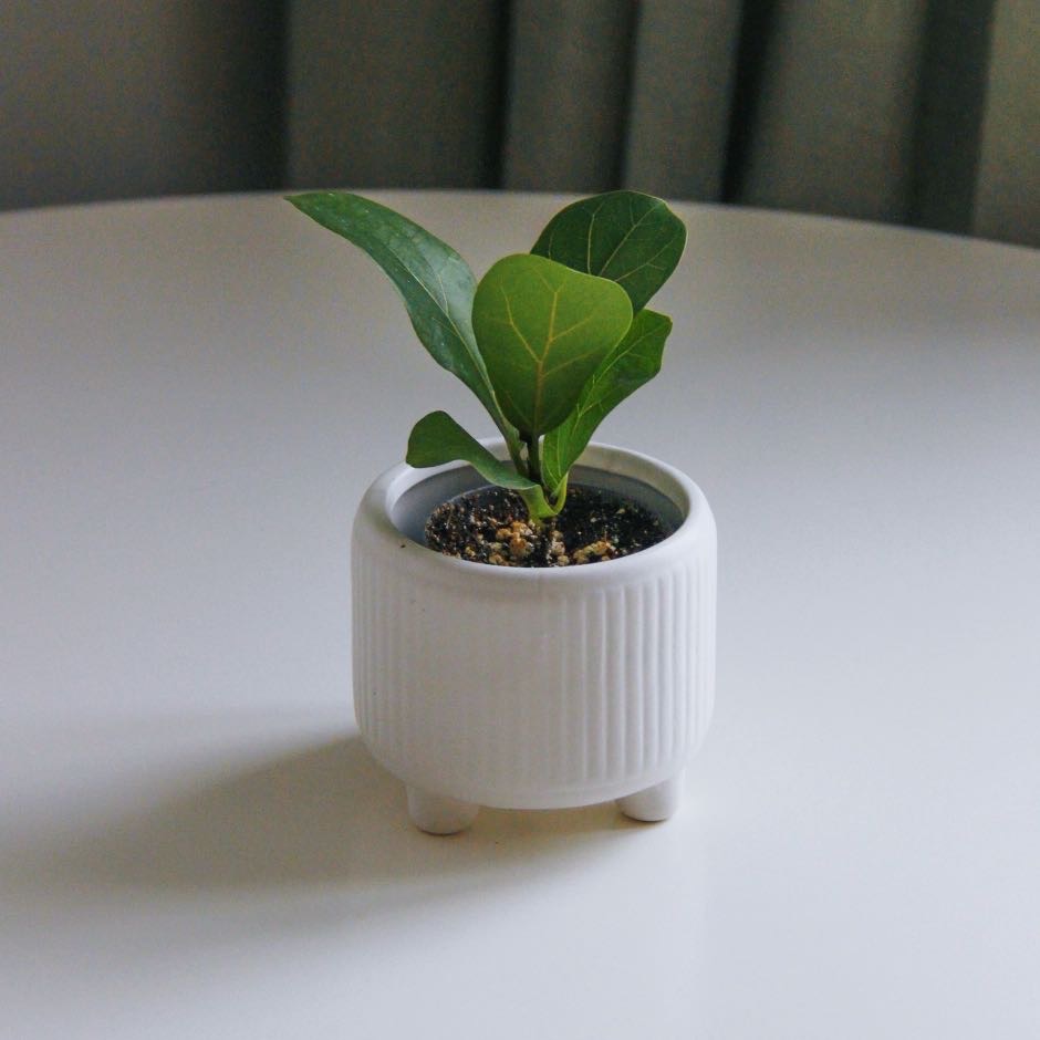 фикус Лирата Бамбино (малыш) (под заказ)