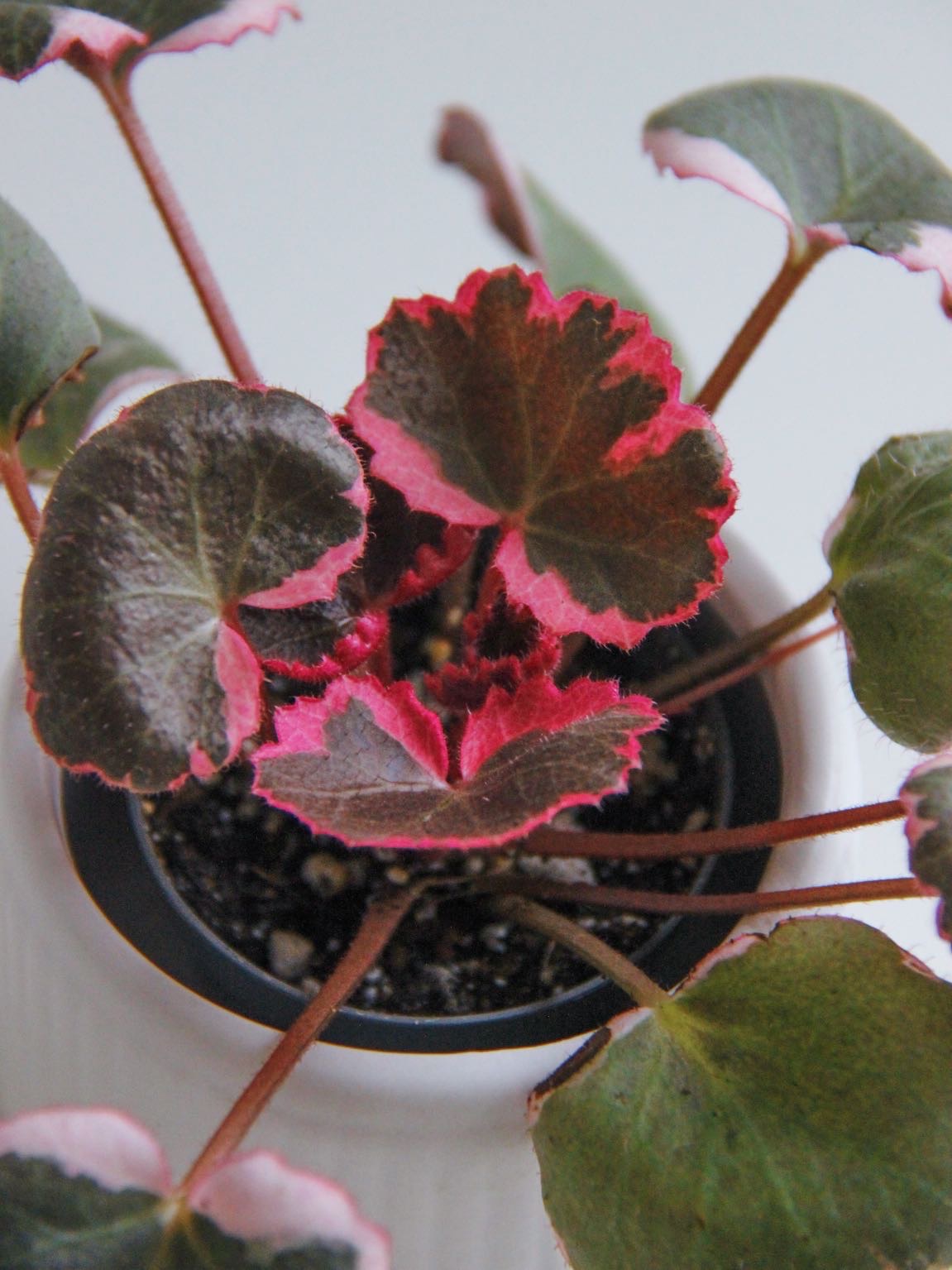 Камнеломка Триколор (Саксифрага)