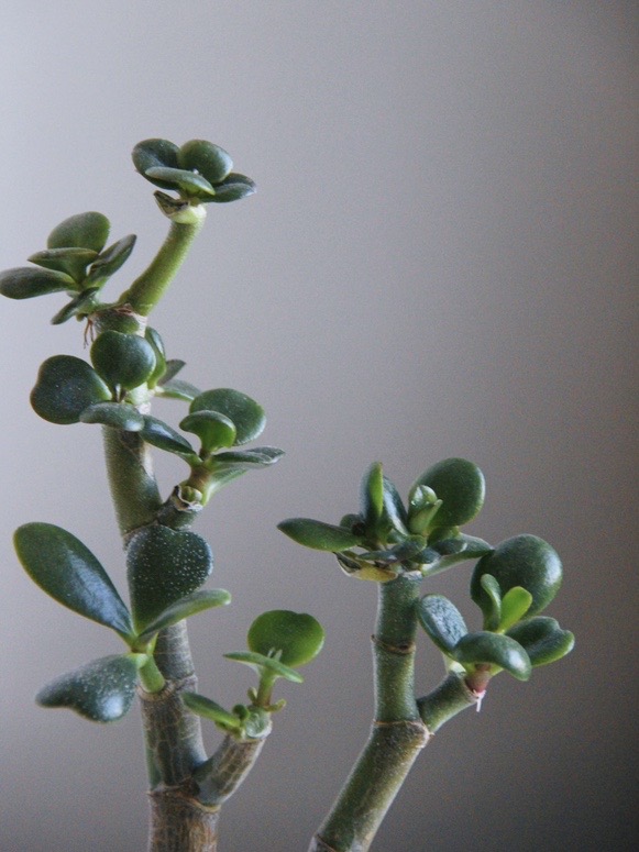 комнатное растение Крассула (Толстянка, денежное дерево)