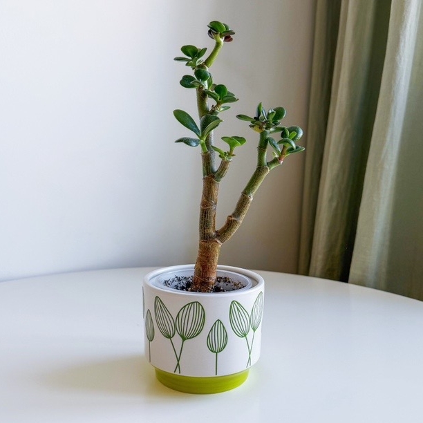 комнатное растение Крассула (Толстянка, денежное дерево)