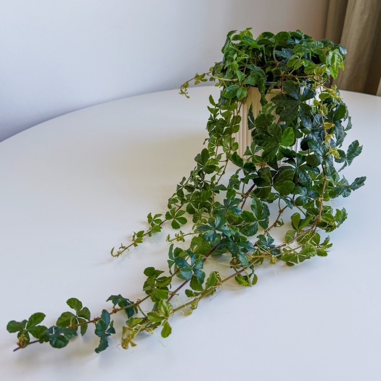 комнатное растение Партеноциссус (девичий виноград)